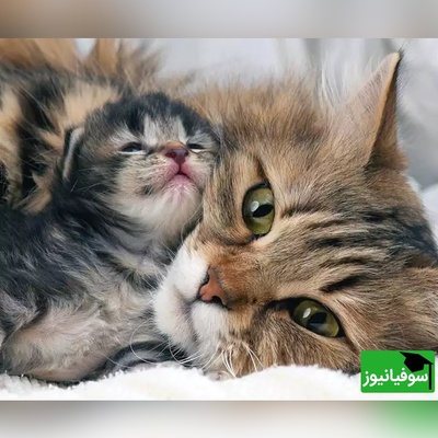 بچه‌گربه‌ای که سرپرستش او را آزار می‌داد، پس از نجات، توسط گربه‌ای مادرانه مراقبت می‌شود/ مثل گربه‌ها عشق و مهربانی ببخش+ ویدیو