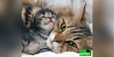 بچه‌گربه‌ای که سرپرستش او را آزار می‌داد، پس از نجات، توسط گربه‌ای مادرانه مراقبت می‌شود/ مثل گربه‌ها عشق و مهربانی ببخش+ ویدیو