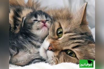 بچه‌گربه‌ای که سرپرستش او را آزار می‌داد، پس از نجات، توسط گربه‌ای مادرانه مراقبت می‌شود/ مثل گربه‌ها عشق و مهربانی ببخش+ ویدیو