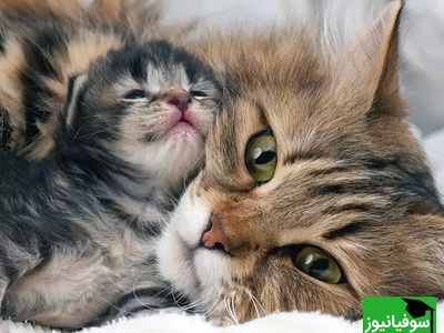 بچهگربهای که سرپرستش او را آزار میداد، پس از نجات، توسط گربهای مادرانه مراقبت میشود/ مثل گربهها عشق و مهربانی ببخش+ ویدیو