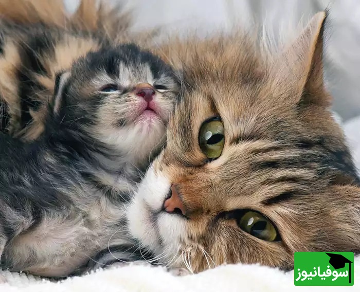 بچهگربهای که سرپرستش او را آزار میداد، پس از نجات، توسط گربهای مادرانه مراقبت میشود/ مثل گربهها عشق و مهربانی ببخش+ ویدیو