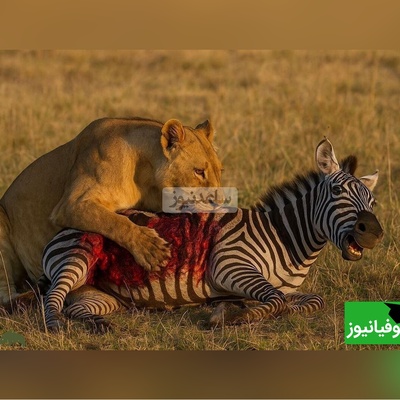 لحظه نفس‌گیر و غیرقابل باور فرار گورخر از شکار شیر ماده/ نجاتی که شکارچی را زمین‌گیر کرد! +ویدیو