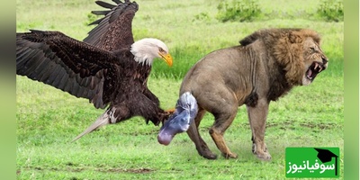 (ویدئو) مستند حیات وحش حیوانات/ راز بقا، این داستان:نبرد نفس‌گیر عقاب، شیر و مامبای سیاه