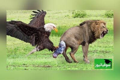 (ویدئو) مستند حیات وحش حیوانات/ راز بقا، این داستان:نبرد نفس‌گیر عقاب، شیر و مامبای سیاه