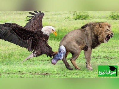 (ویدئو) مستند حیات وحش حیوانات/ راز بقا، این داستان:نبرد نفس‌گیر عقاب، شیر و مامبای سیاه