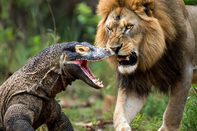 ورق هایی از کتاب طبیعت؛ مستند حیات وحش/حمله بی رحمانه اژدهای کومودو وحشی به شیر سلطان جنگل/زهر اژدها، آخرین نفس غرور را برید