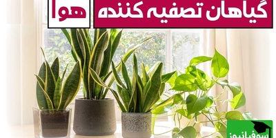 معرفی 7 گیاه آپارتمانی؛ بهترین انتخاب‌ها برای تصفیه هوای خانه