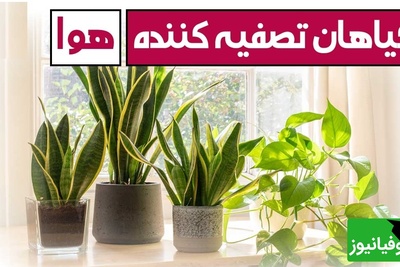 معرفی 7 گیاه آپارتمانی؛ بهترین انتخاب‌ها برای تصفیه هوای خانه