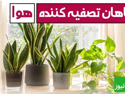 معرفی 7 گیاه آپارتمانی؛ بهترین انتخاب‌ها برای تصفیه هوای خانه