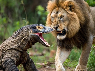 قانون جنگل؛ مستند حیات وحش/حمله بی رحمانه اژدهای کومودو وحشی به شیر/ زهر اژدها، کار سلطان را یکسره کرد