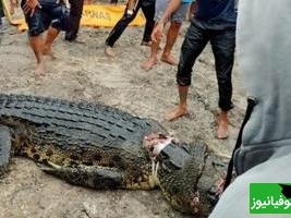 پایان هولناک معمای گمشده: مرد ناپدید شده از شکم تمساح بیرون آمد! + ویدئو