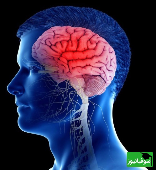 ده راز مهم و شگفتانگیز برای مغزی تیز و سالم!/ حتما انجام بده تا هیچوقت ضعف حافظه و تمرکز نداشته باشی!