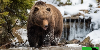 (ویدئو) زیباترین و عجیب‌ترین صحنه طبیعت ایران: خرس در حال آب‌تنی در سردترین دریاچه ایران!