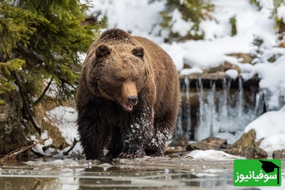 (ویدئو) زیباترین و عجیب‌ترین صحنه طبیعت ایران: خرس در حال آب‌تنی در سردترین دریاچه ایران!