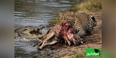 (ویدئو)مستند حیات وحش حیوانات /پلنگ دزد و تمساحی که مات و مبهوت ماند