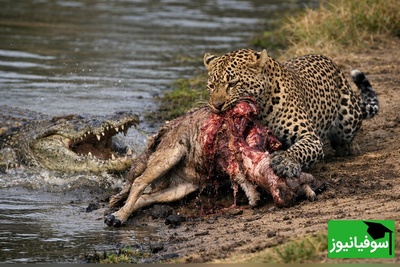 (ویدئو)مستند حیات وحش حیوانات /پلنگ دزد و تمساحی که مات و مبهوت ماند