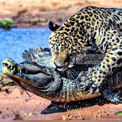 (ویدئو) حیات‌وحش بی‌رحم؛ شیرها و کروکودیل‌ها در جدالی مرگبار برای بقا!