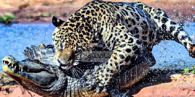 (ویدئو) حیات‌وحش بی‌رحم؛ شیرها و کروکودیل‌ها در جدالی مرگبار برای بقا!