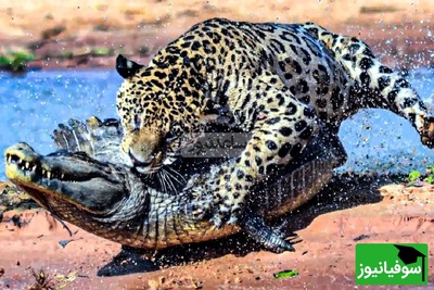 (ویدئو) حیات‌وحش بی‌رحم؛ شیرها و کروکودیل‌ها در جدالی مرگبار برای بقا!