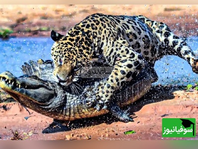 (ویدئو) حیات‌وحش بی‌رحم؛ شیرها و کروکودیل‌ها در جدالی مرگبار برای بقا!