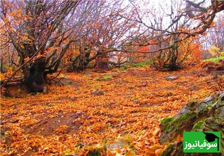 جنگل نقلهبر