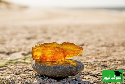 عکس/ از نگه‌دارنده درب تا گنج میلیون‌دلاری؛ راز مادۀ چسبناک کهربایی