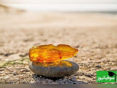 عکس/ از نگه‌دارنده درب تا گنج میلیون‌دلاری؛ راز مادۀ چسبناک کهربایی