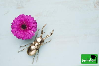 کشف حشره‌ای در آفریقا که پلاستیک را هضم می‌کند/ گامی مهم در نبرد با آلودگی