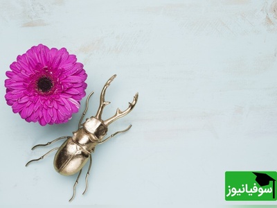 کشف حشره‌ای در آفریقا که پلاستیک را هضم می‌کند/ گامی مهم در نبرد با آلودگی