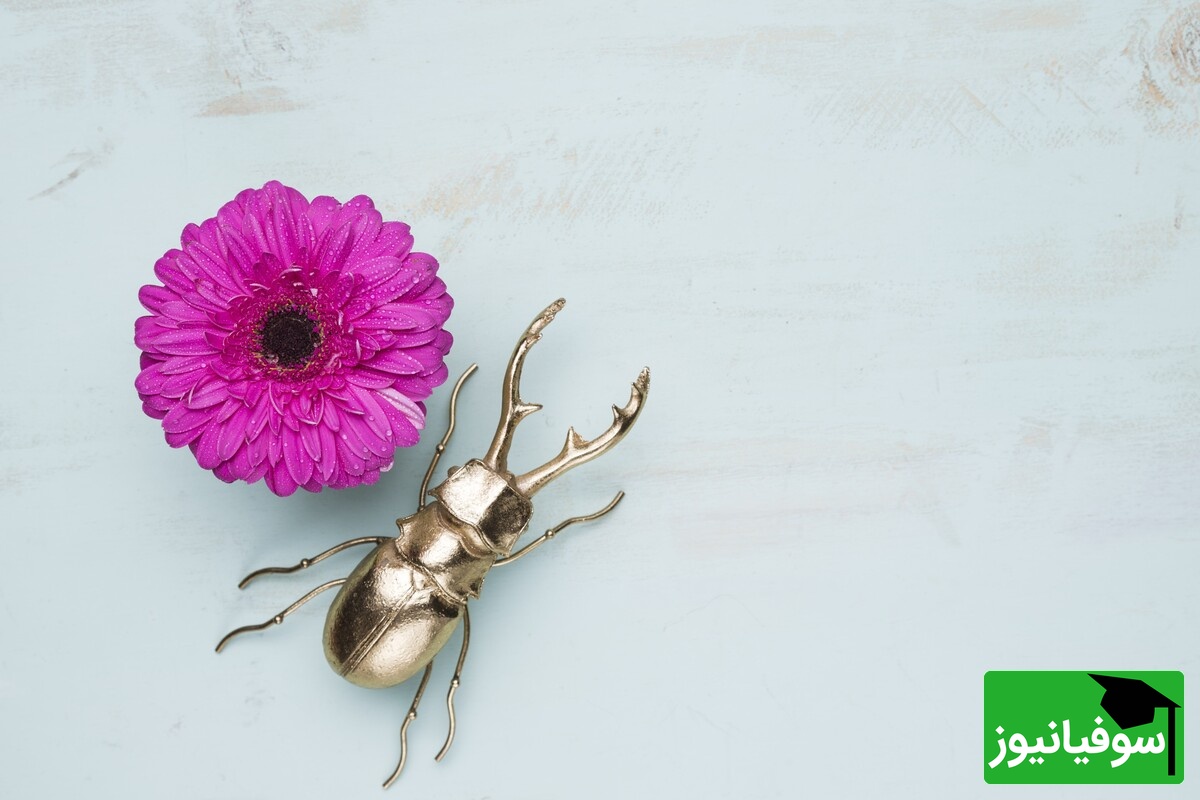 کشف حشره‌ای در آفریقا که پلاستیک را هضم می‌کند/ گامی مهم در نبرد با آلودگی