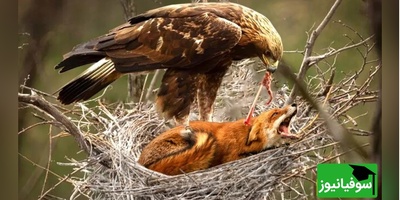(ویدئو)  ویژه علاقه مندان به مستند حیات وحش حیوانات/ راز بقا، این داستان: نبرد نفس‌گیر روباه و عقاب موذی