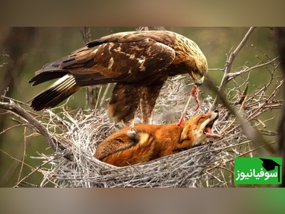 (ویدئو)  ویژه علاقه مندان به مستند حیات وحش حیوانات/ راز بقا، این داستان: نبرد نفس‌گیر روباه و عقاب موذی