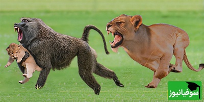 (ویدیو) شجاعت مرگبار بابون/ نبردی که نفس‌ها را در سینه حبس می‌کند!