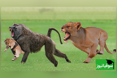 (ویدیو) شجاعت مرگبار بابون/ نبردی که نفس‌ها را در سینه حبس می‌کند!
