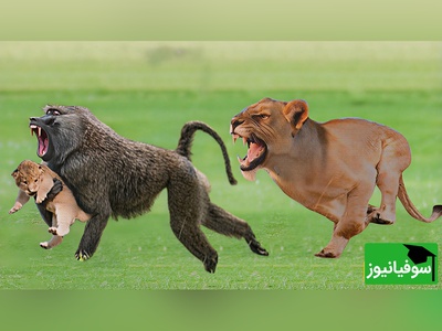(ویدیو) شجاعت مرگبار بابون/ نبردی که نفس‌ها را در سینه حبس می‌کند!
