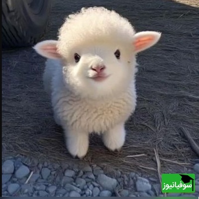 تست هوش المپیادی گوسفندها؛ می‌تونی الگوی معمایی که نابغه‌هایی مثل نیکولا تسلا رو هم متوقف کرده حل کنی؟