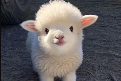 تست هوش المپیادی گوسفندها؛ می‌تونی الگوی معمایی که نابغه‌هایی مثل نیکولا تسلا رو هم متوقف کرده حل کنی؟