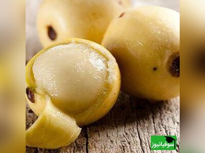 (ویدئو) میوه‌ای الکلی که حیوانات را مست می‌کند!/ میوۀ درخت «مارولا» شبیه به انبه اما دیوانه‌کننده