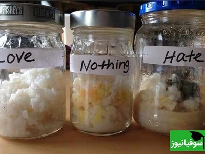 ویدیو/ محقق ژاپنی با 3 لیوان برنج قدرت مخفی در انرژی منفی کلمات را اثبات کرد