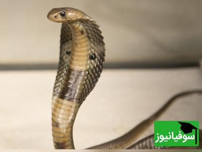 ببینید| خوابگاه یا باغ وحش؟ هم‌اتاقی شدن عجیب دانشجویان با مار و موش در اولین روزهای بازگشایی دانشگاه‌ها