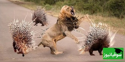 (ویدیو) نبرد غیرمنتظره در دل طبیعت/ چالش شیر جوان با جوجه‌تیغی!