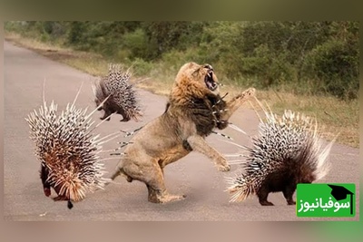 (ویدیو) نبرد غیرمنتظره در دل طبیعت/ چالش شیر جوان با جوجه‌تیغی!
