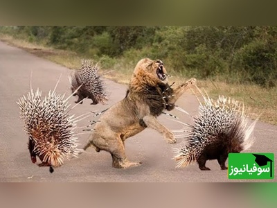 (ویدیو) نبرد غیرمنتظره در دل طبیعت/ چالش شیر جوان با جوجه‌تیغی!
