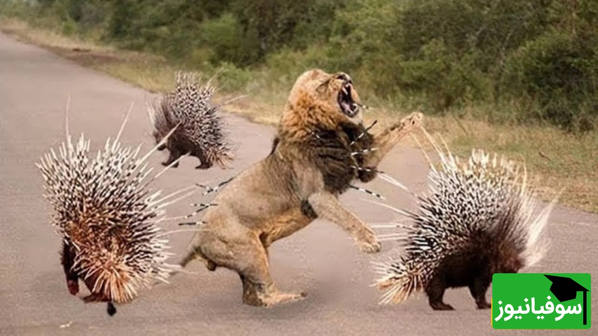 (ویدیو) نبرد غیرمنتظره در دل طبیعت/ چالش شیر جوان با جوجه‌تیغی!
