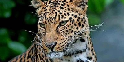 ویدئوی شگفتی روز | پلنگ ایرانی در نمایی که مرزهای باور را جابه‌جا می‌کند!