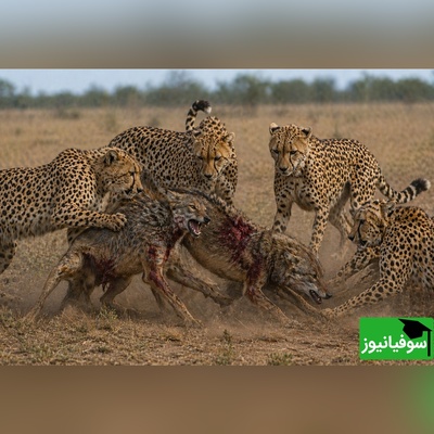 (ویدئو) ویژه علاقه‌مندان به مستند حیات وحش / راز بقا: ارتش تک نفره شغال در برابر هیبت یوزپلنگ‌ها