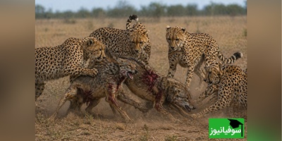 (ویدئو) ویژه علاقه‌مندان به مستند حیات وحش / راز بقا: ارتش تک نفره شغال در برابر هیبت یوزپلنگ‌ها
