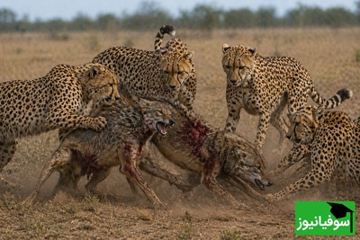 (ویدئو) ویژه علاقه‌مندان به مستند حیات وحش / راز بقا: ارتش تک نفره شغال در برابر هیبت یوزپلنگ‌ها