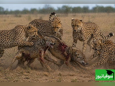 (ویدئو) ویژه علاقه‌مندان به مستند حیات وحش / راز بقا: ارتش تک نفره شغال در برابر هیبت یوزپلنگ‌ها