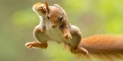 (ویدیو) حمله شگفتانگیز سنجاب به یک خرس غولپیکر/ موجود کوچکی که بشجاعانه به سراغ یک غول جنگل میرود!